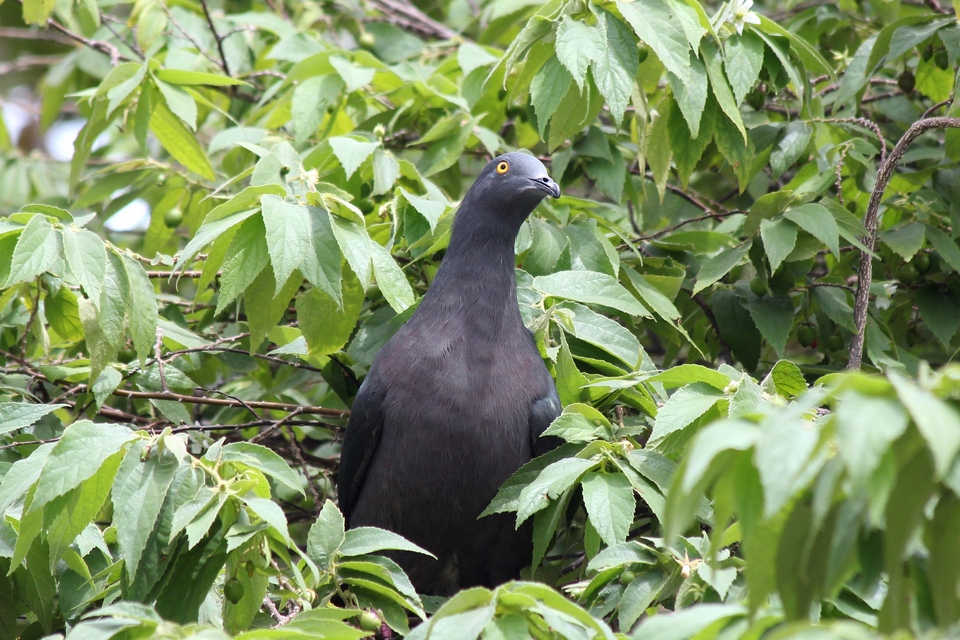 Christmas Island Imperial-Pigeon (Image ID 7751)