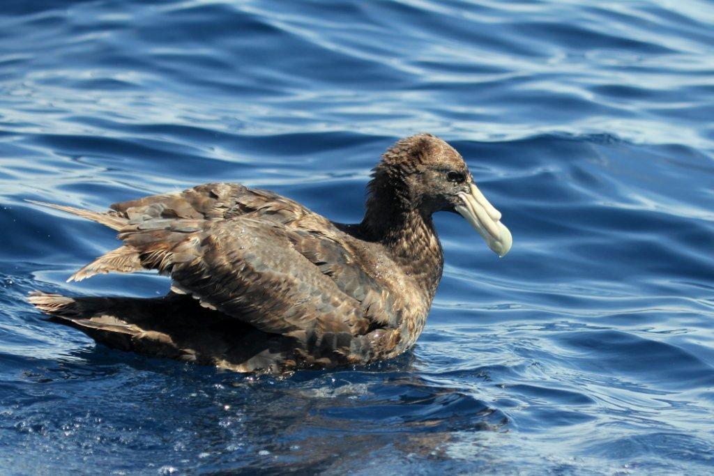 Southern Giant-Petrel (Image ID 8114)