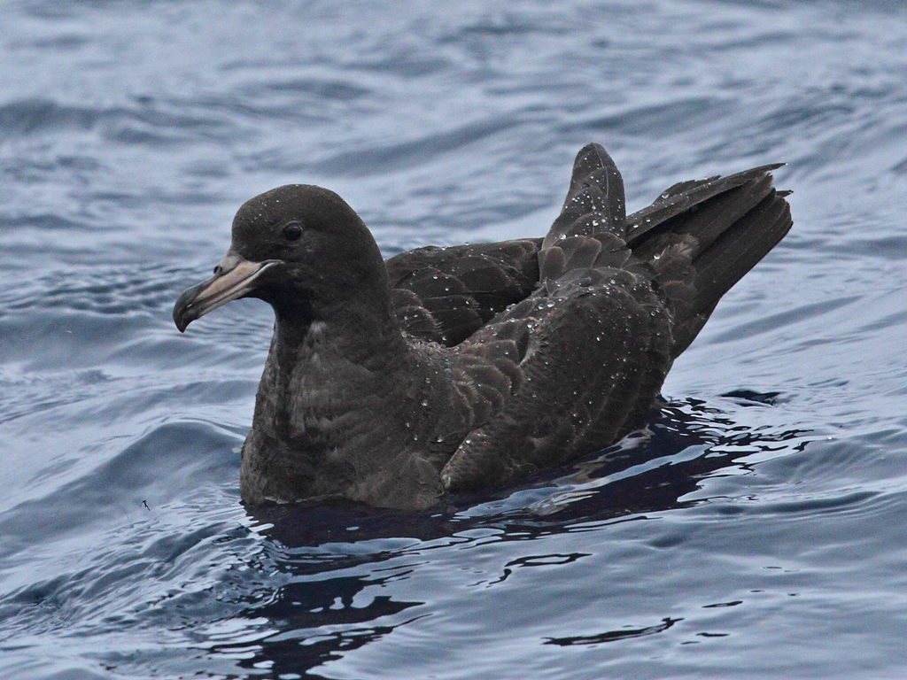 Flesh-footed Shearwater (Image ID 8124)