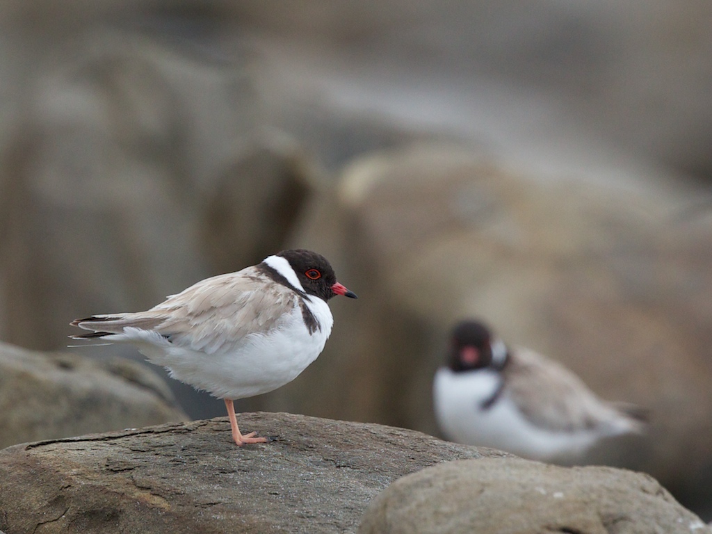 Hooded Plover (Image ID 8056)