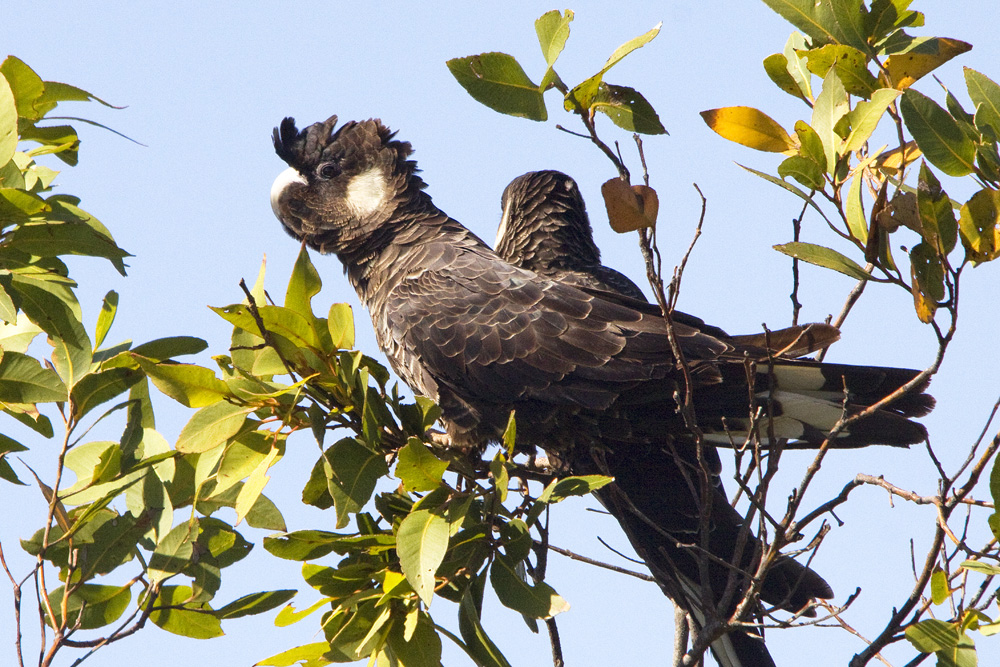 Baudin's Black-Cockatoo (Image ID 7974)