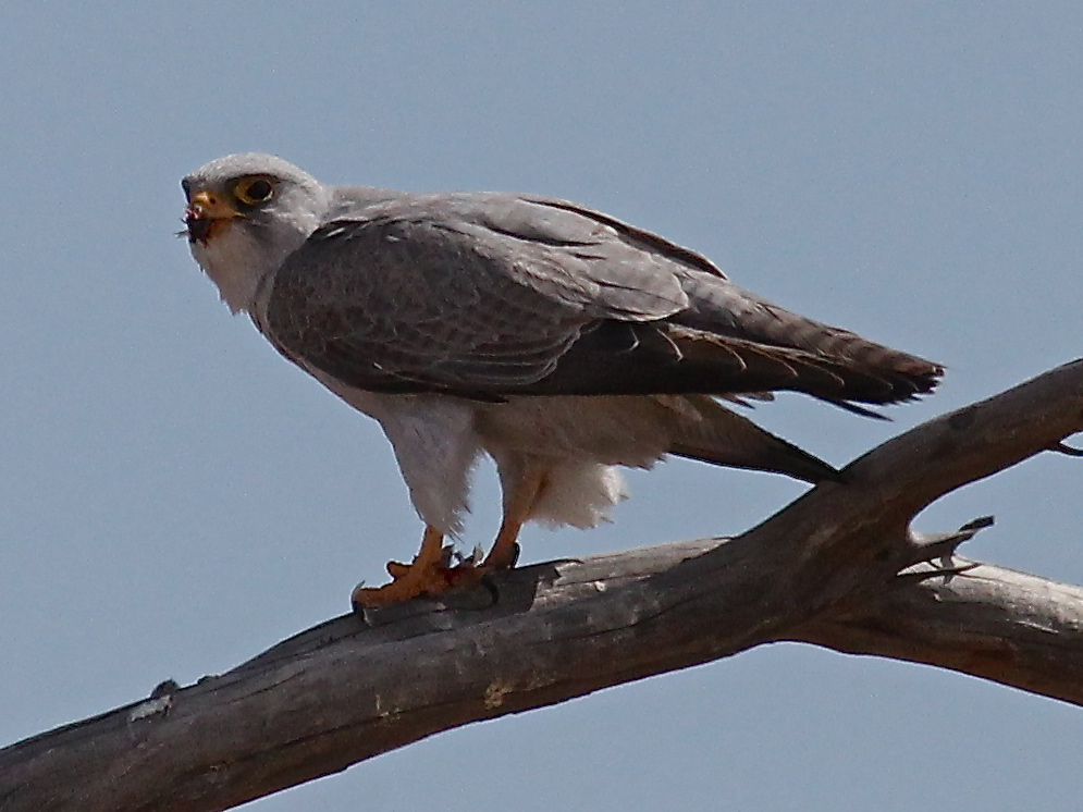 Grey Falcon (Image ID 8070)