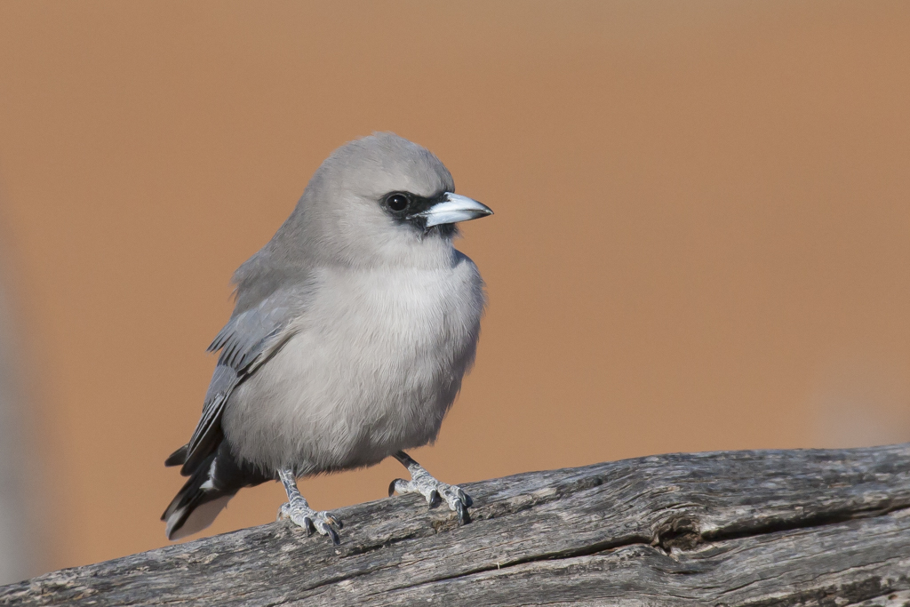 Black-faced Woodswallow (Image ID 8010)