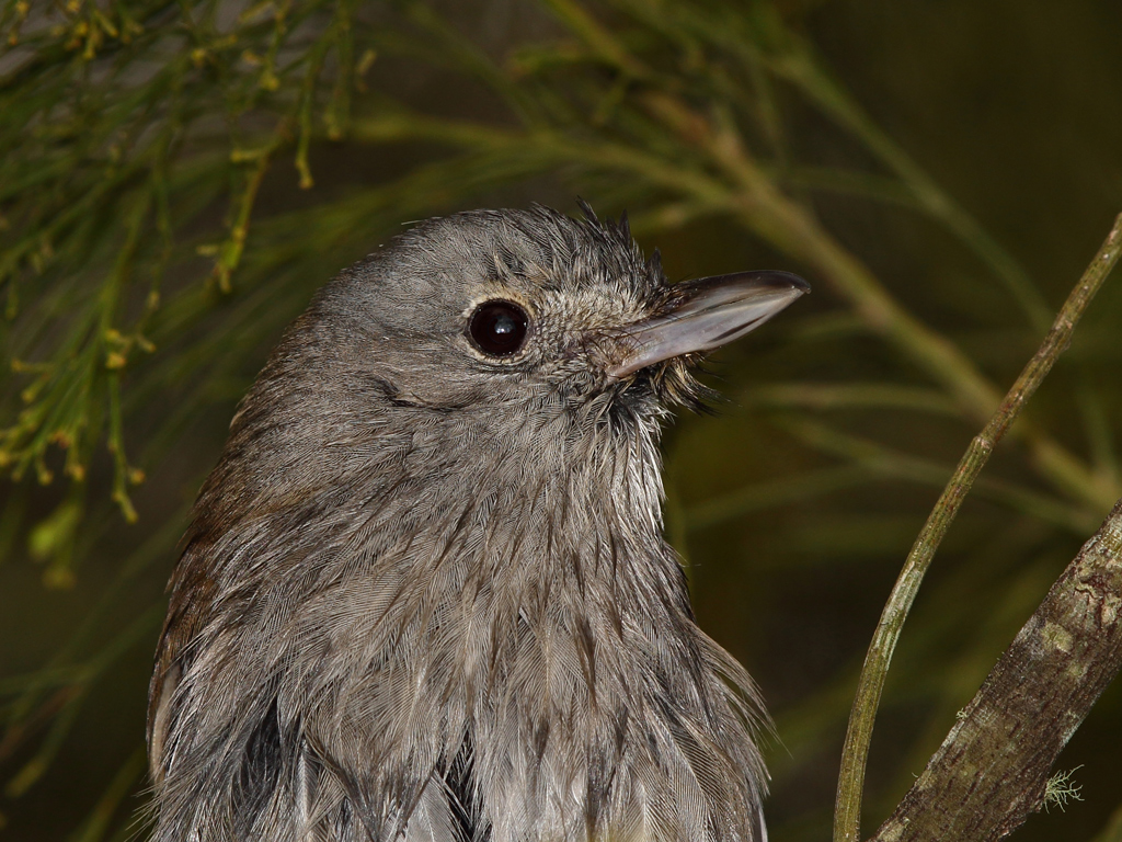 Grey Shrike-thrush (Image ID 8380)