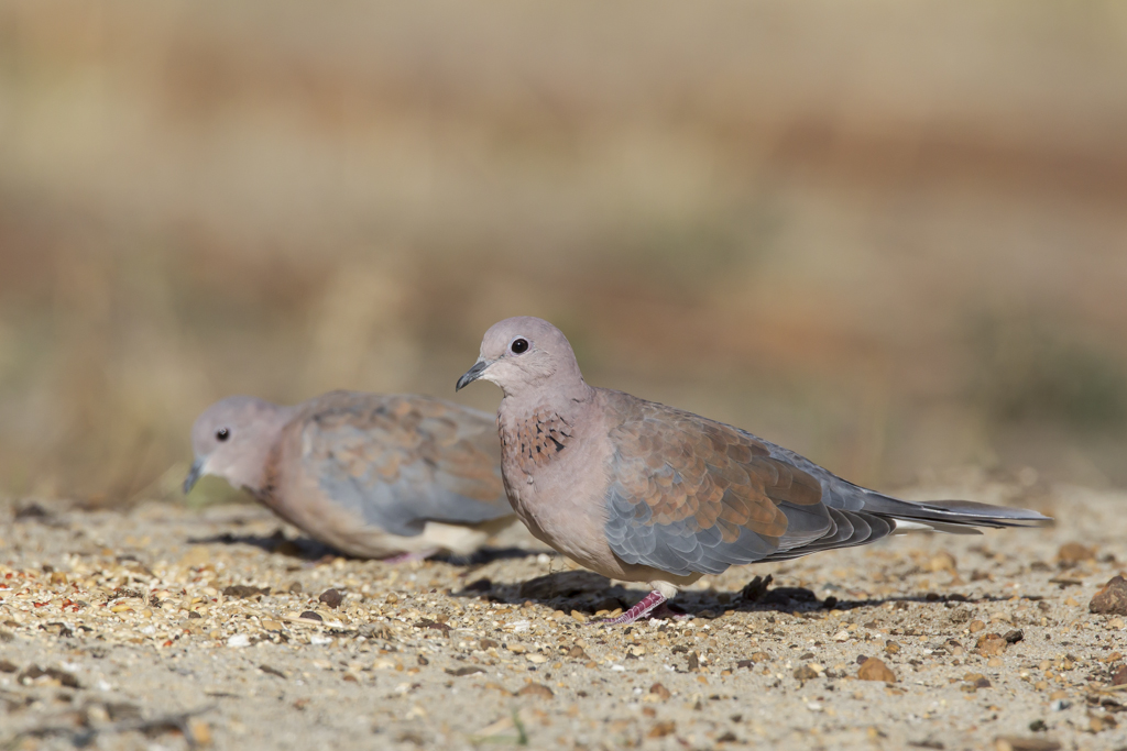 Laughing Dove (Image ID 8652)