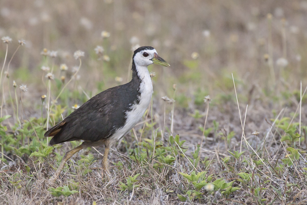 White-breasted Waterhen (Image ID 8753)