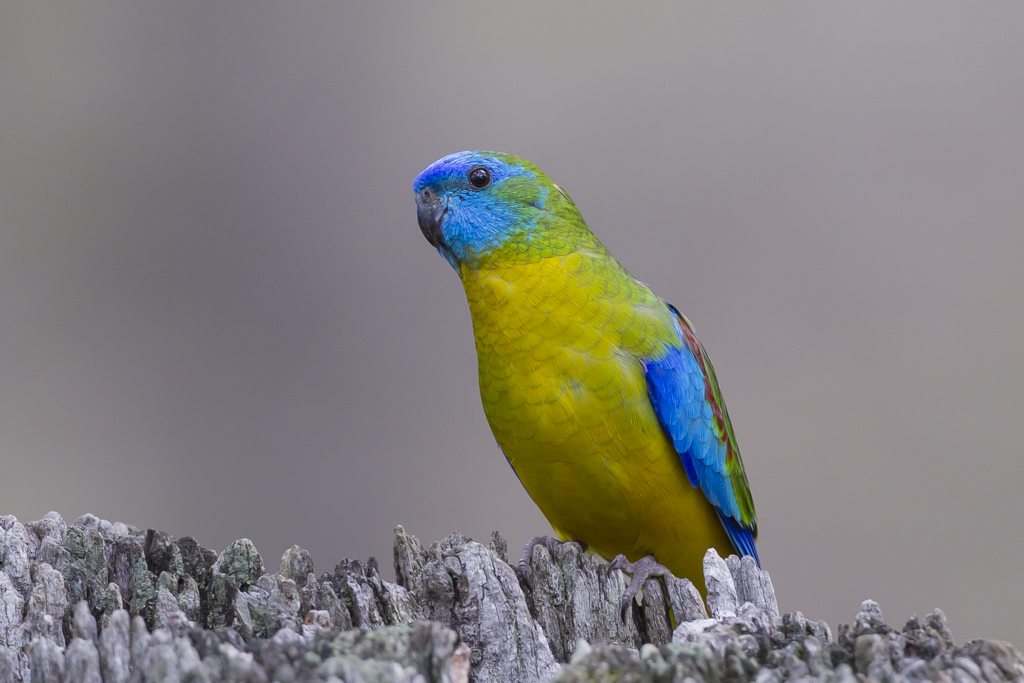 Turquoise Parrot (Image ID 8665)