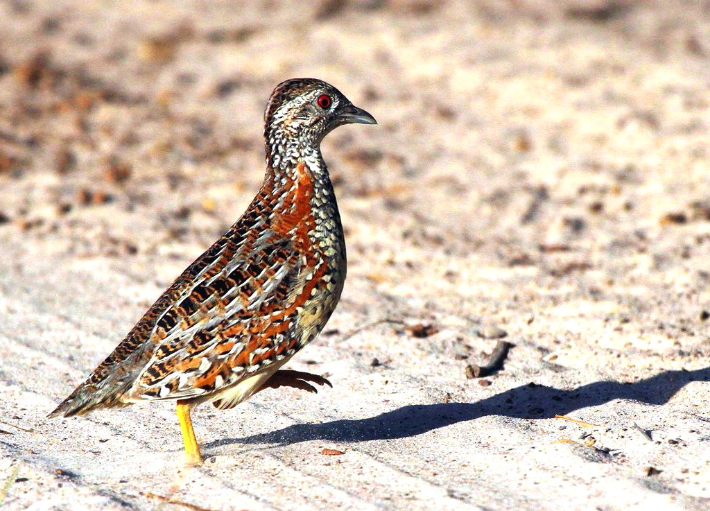 Painted Button-quail (Image ID 8586)