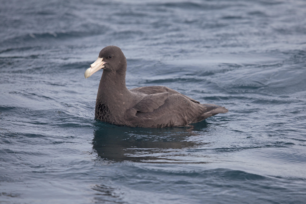 Southern Giant-Petrel (Image ID 8982)