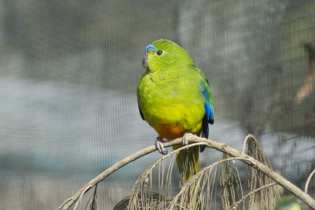 Orange-bellied Parrot (Image ID 9250)