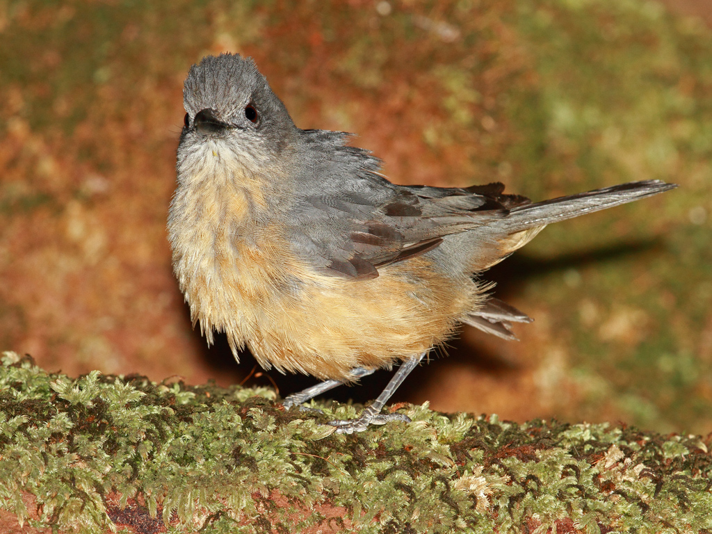 Bower's Shrike-thrush (Image ID 9571)