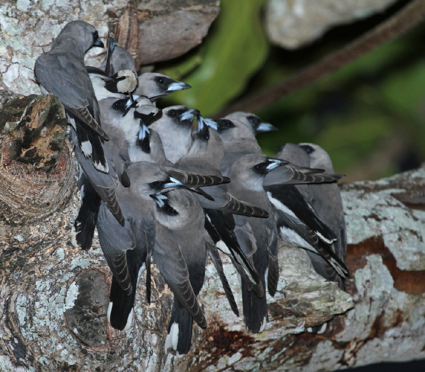 Black-faced Woodswallow (Image ID 9579)