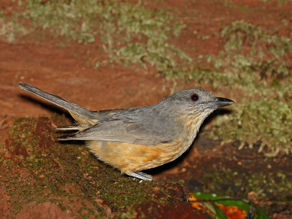 Bower's Shrike-thrush (Image ID 9560)
