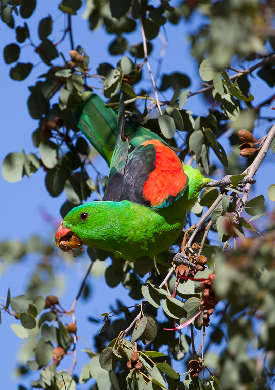 Red-winged Parrot (Image ID 9540)