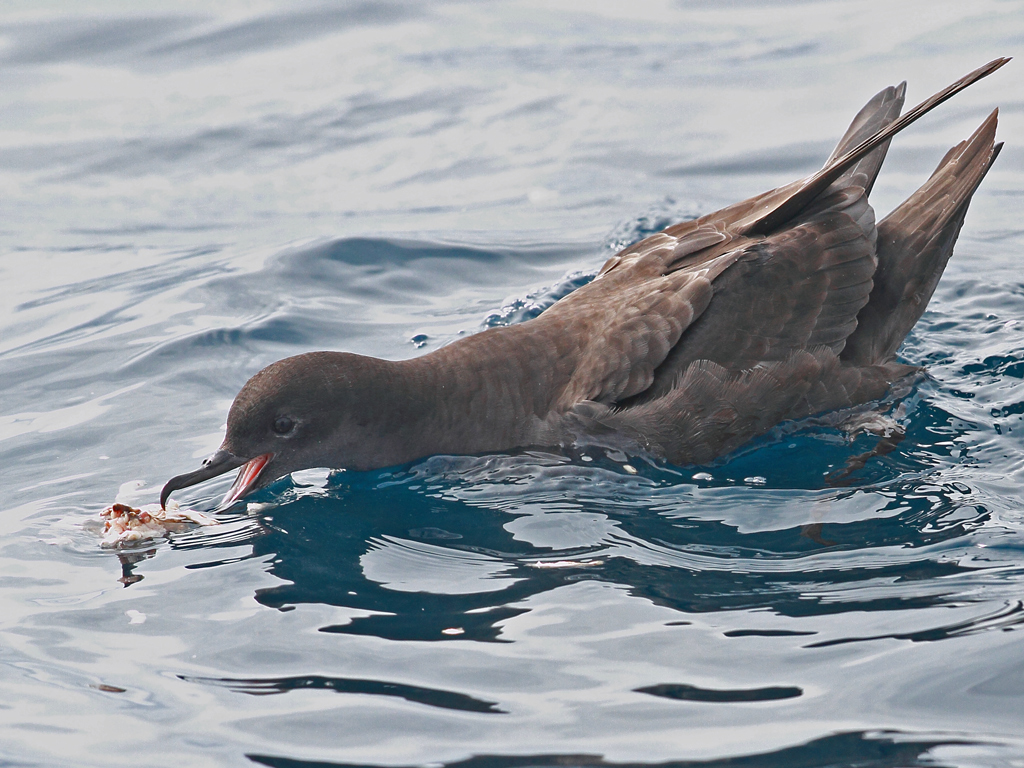 Short-tailed Shearwater (Image ID 9813)
