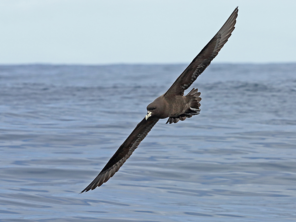 White-chinned Petrel (Image ID 9794)