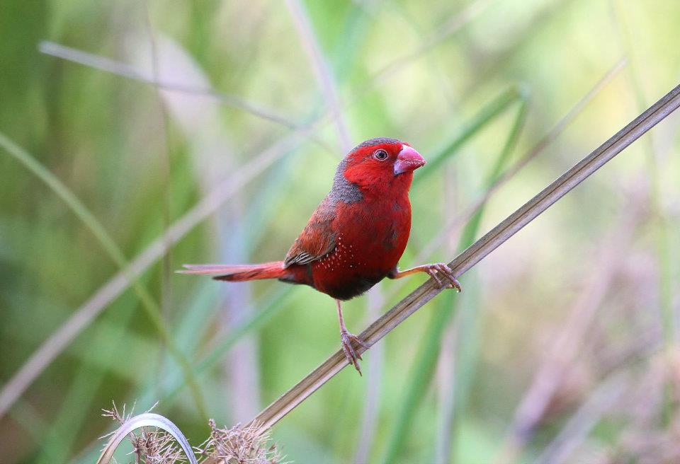 Black-bellied Crimson Finch (Image ID 10262)