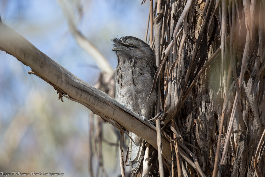 Tawny Frogmouth (Image ID 10296)