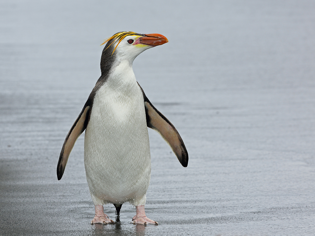 Royal Penguin (Image ID 10324)