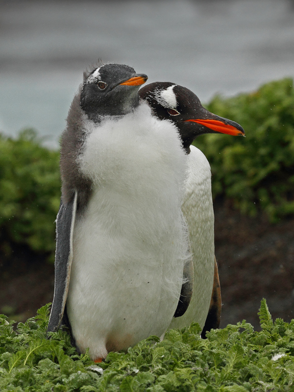 Gentoo Penguin (Image ID 10302)