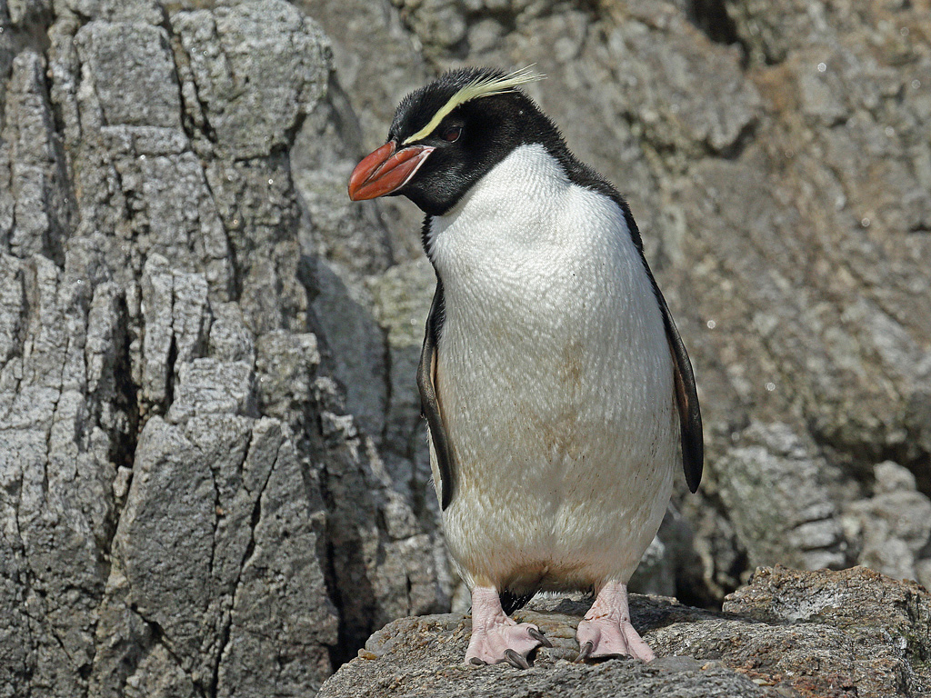 Snares Penguin (Image ID 10401)