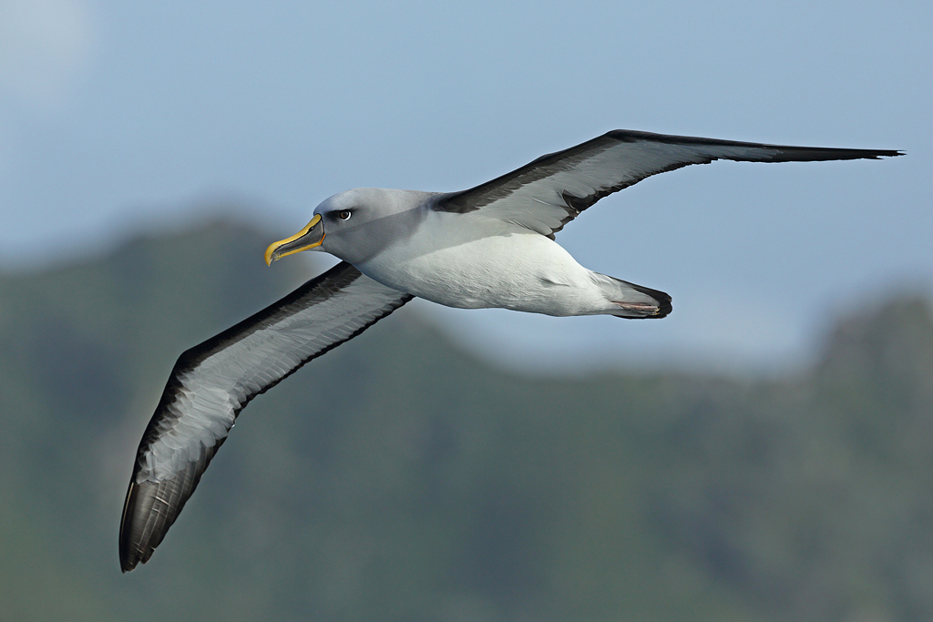 Buller's Albatross (Image ID 10411)
