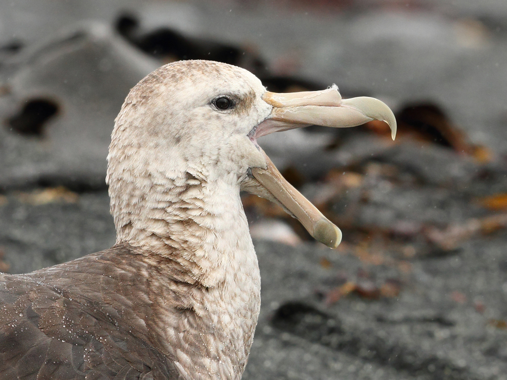 Southern Giant-Petrel (Image ID 10325)