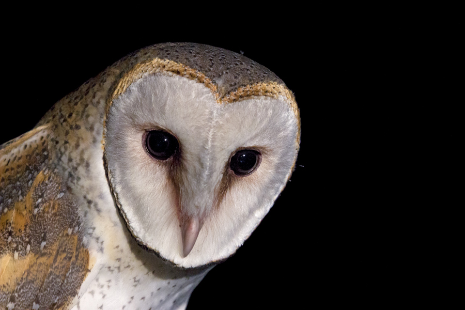 Barn Owl (Image ID 10483)