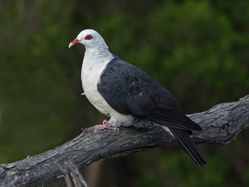 White-headed Pigeon (Image ID 10683)