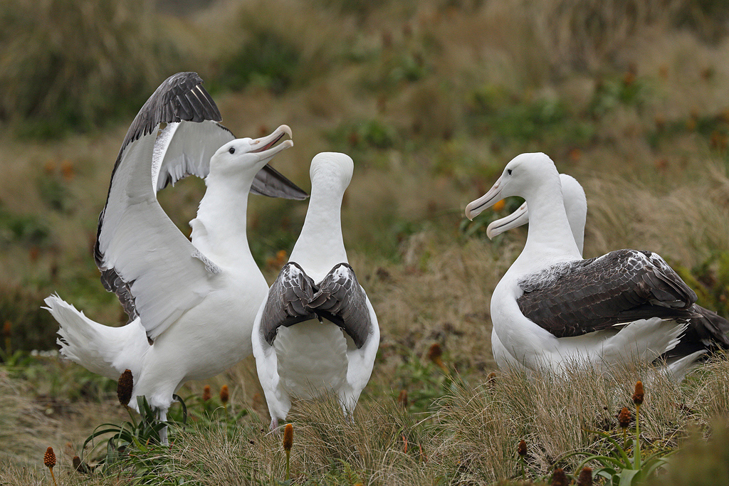 Southern Royal Albatross (Image ID 10558)