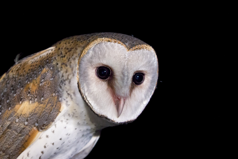 Barn Owl (Image ID 10482)
