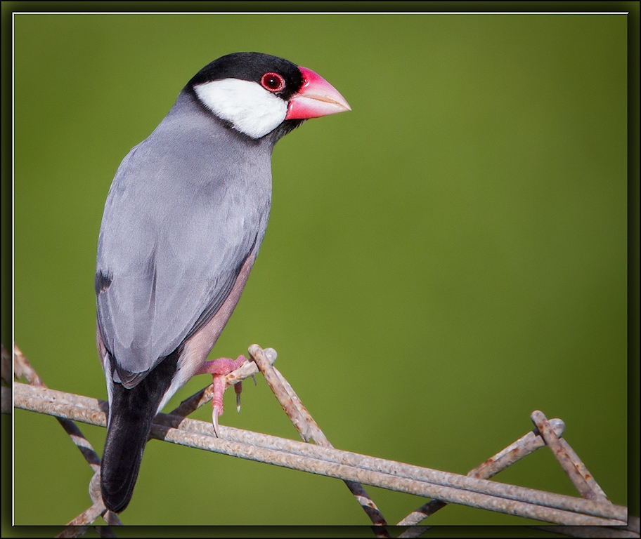 Java Sparrow (Image ID 11128)