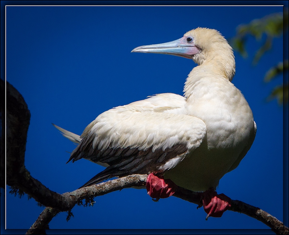 Red-footed Booby (Image ID 11312)