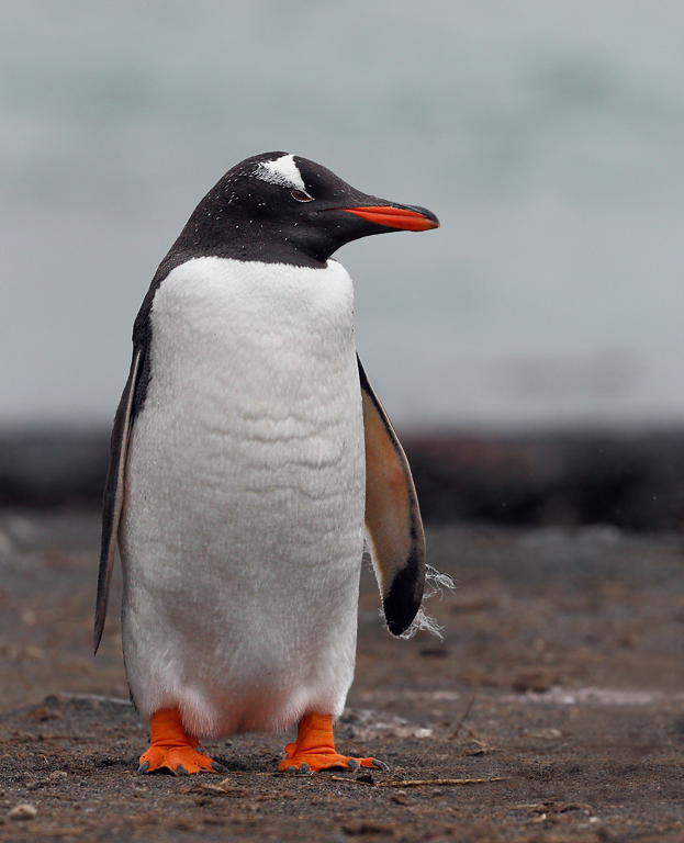 Gentoo Penguin (Image ID 11563)