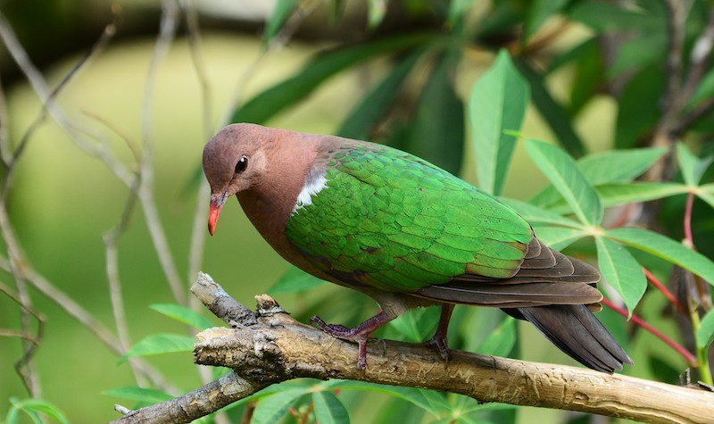 Brown-capped Emerald-Dove (Image ID 11577)