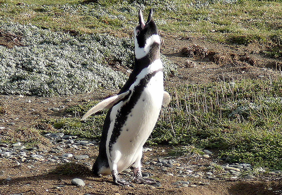 Magellanic Penguin (Image ID 11366)