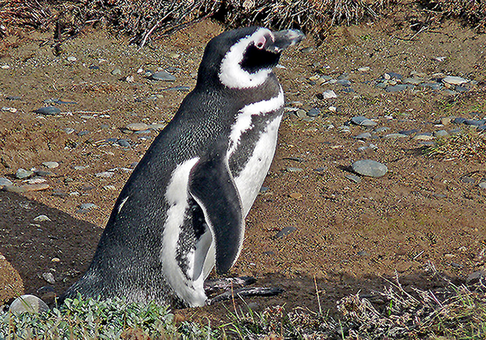 Magellanic Penguin (Image ID 11365)