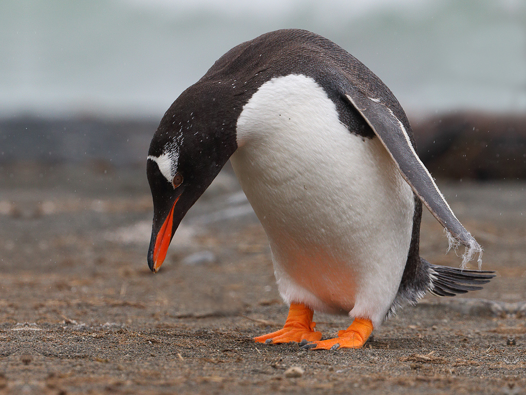 Gentoo Penguin (Image ID 11515)
