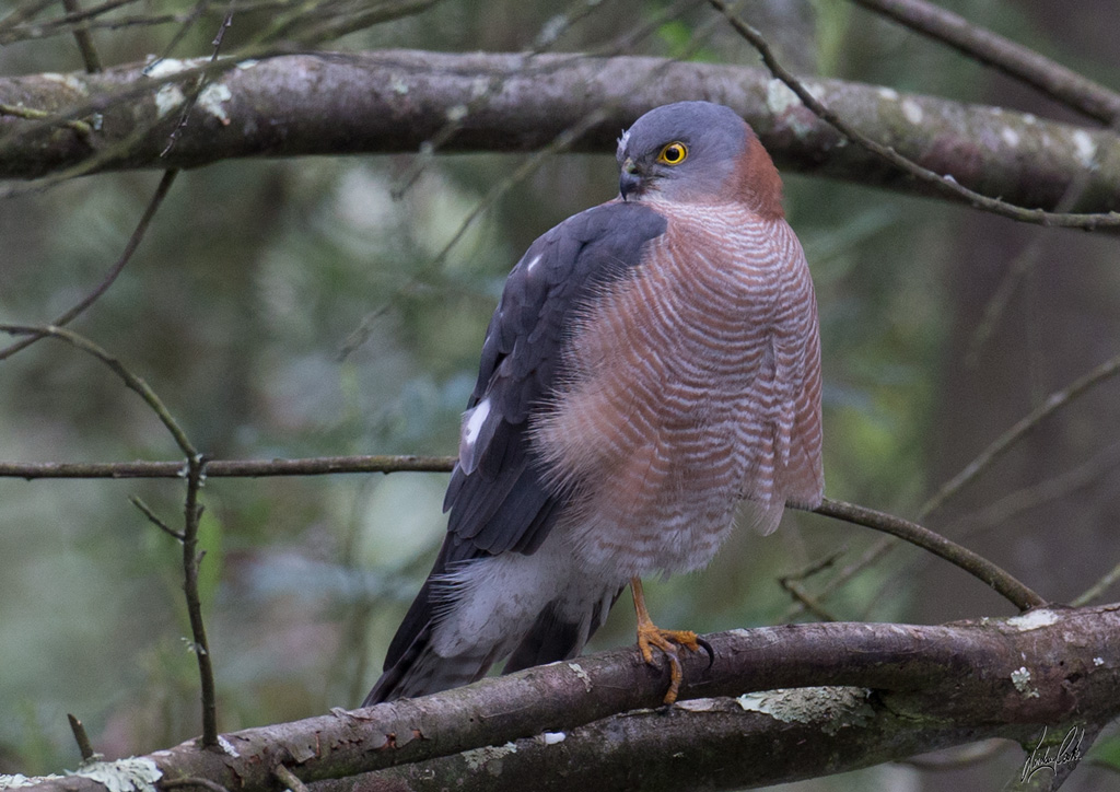 Collared Sparrowhawk (Image ID 11434)