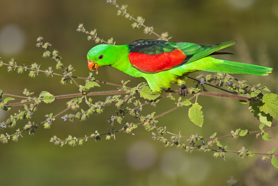 Red-winged Parrot (Image ID 11423)