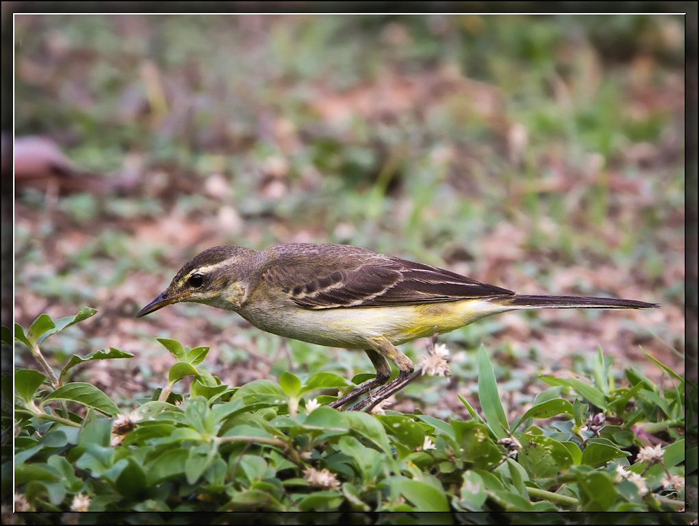 Eastern Yellow Wagtail (Image ID 11420)