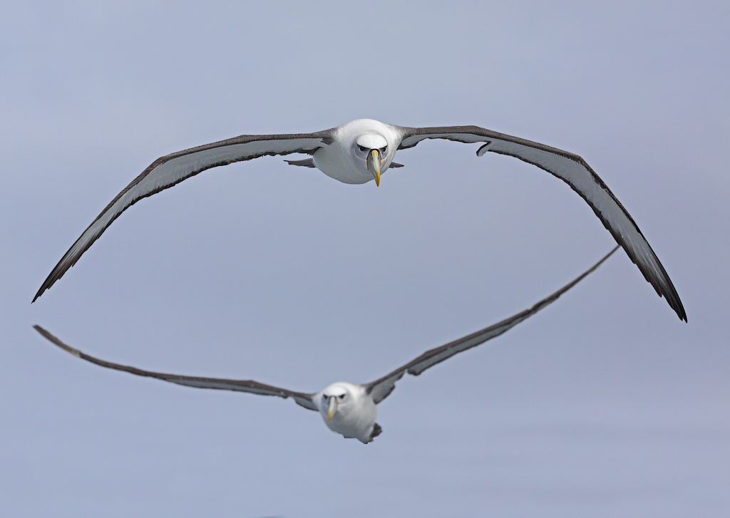 Shy Albatross complex (Image ID 11673)