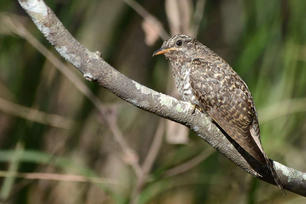 Brush Cuckoo (Image ID 11710)