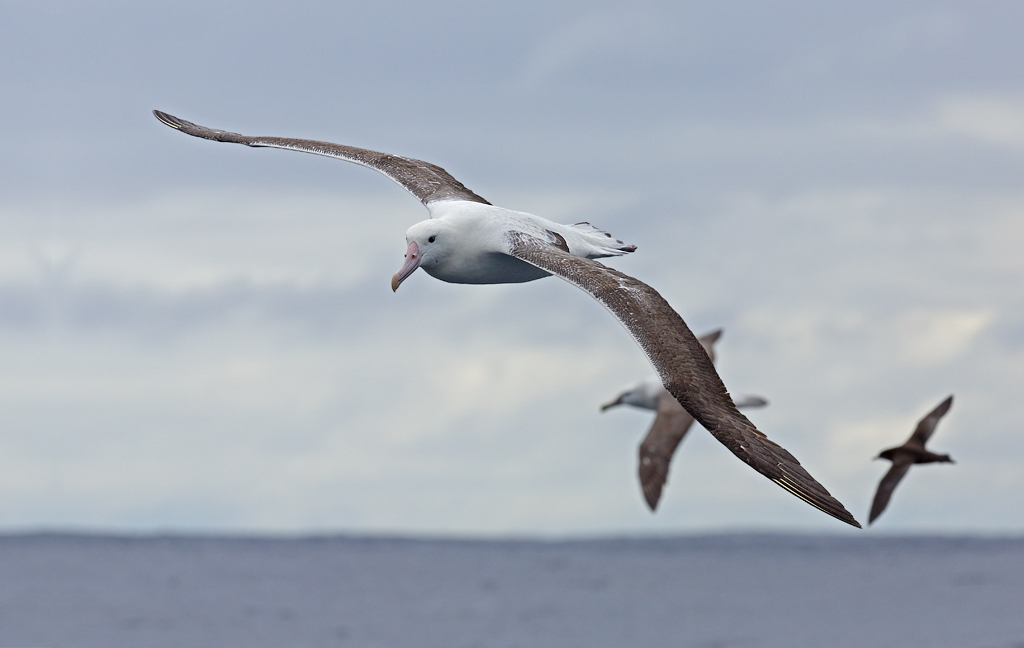 Southern Royal Albatross,White-chinned Petrel,Shy Albatross complex (Image ID 11678)