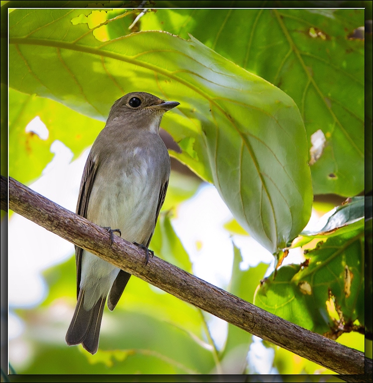 Blue-and-White Flycatcher (Image ID 11694)