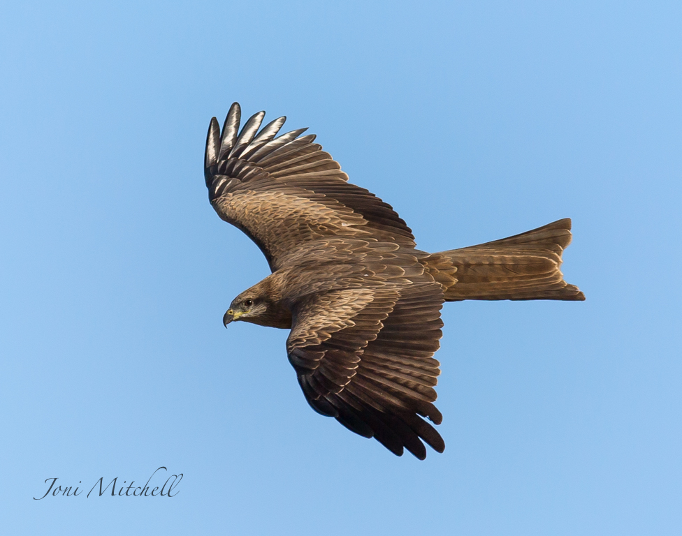 Black Kite (Image ID 11677)