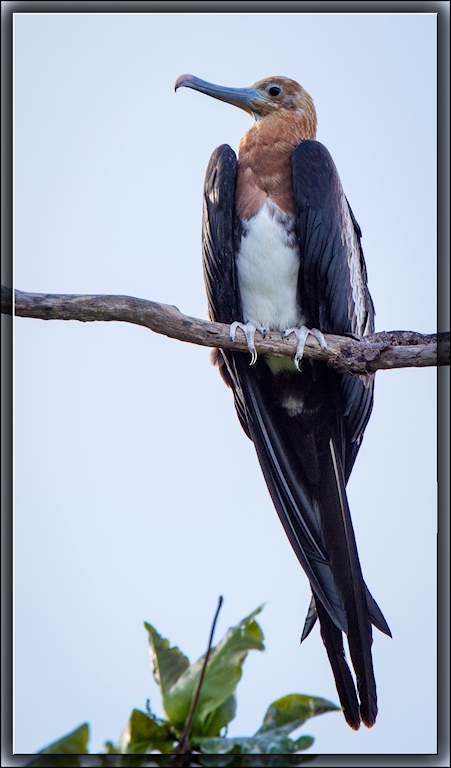Great Frigatebird (Image ID 11650)