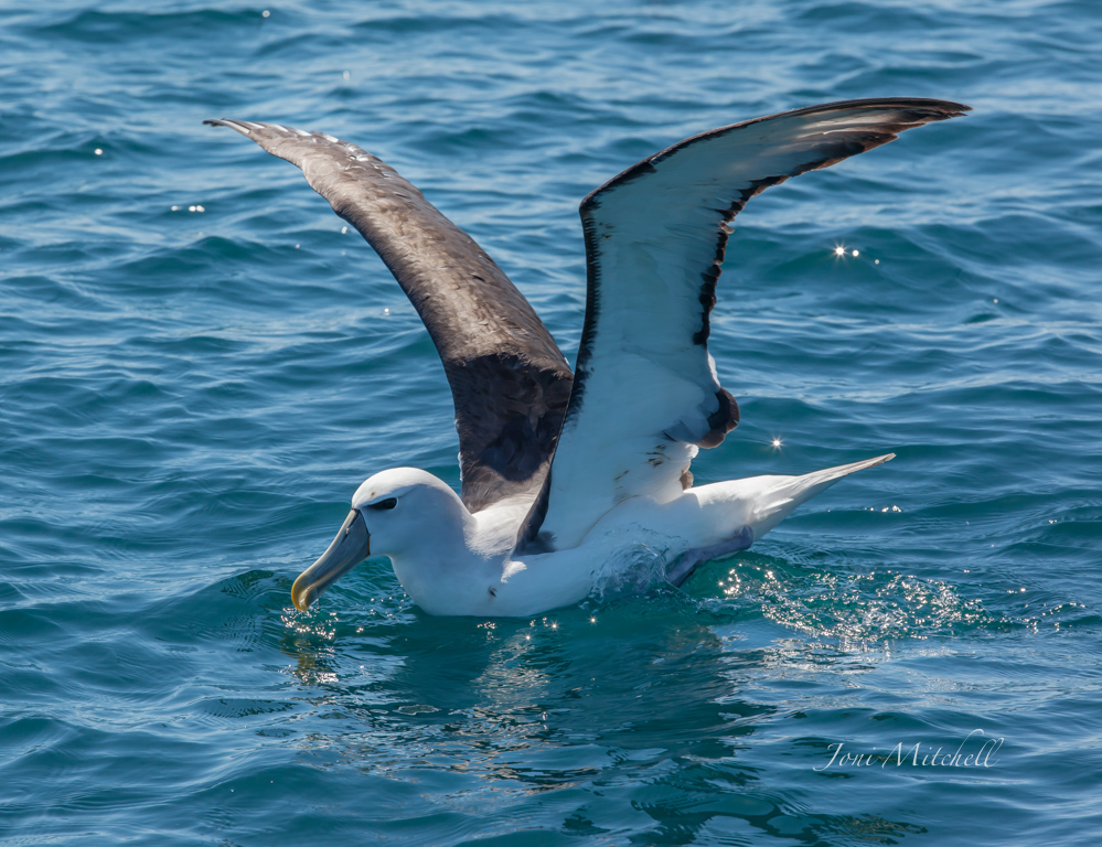 Shy Albatross complex (Image ID 11700)