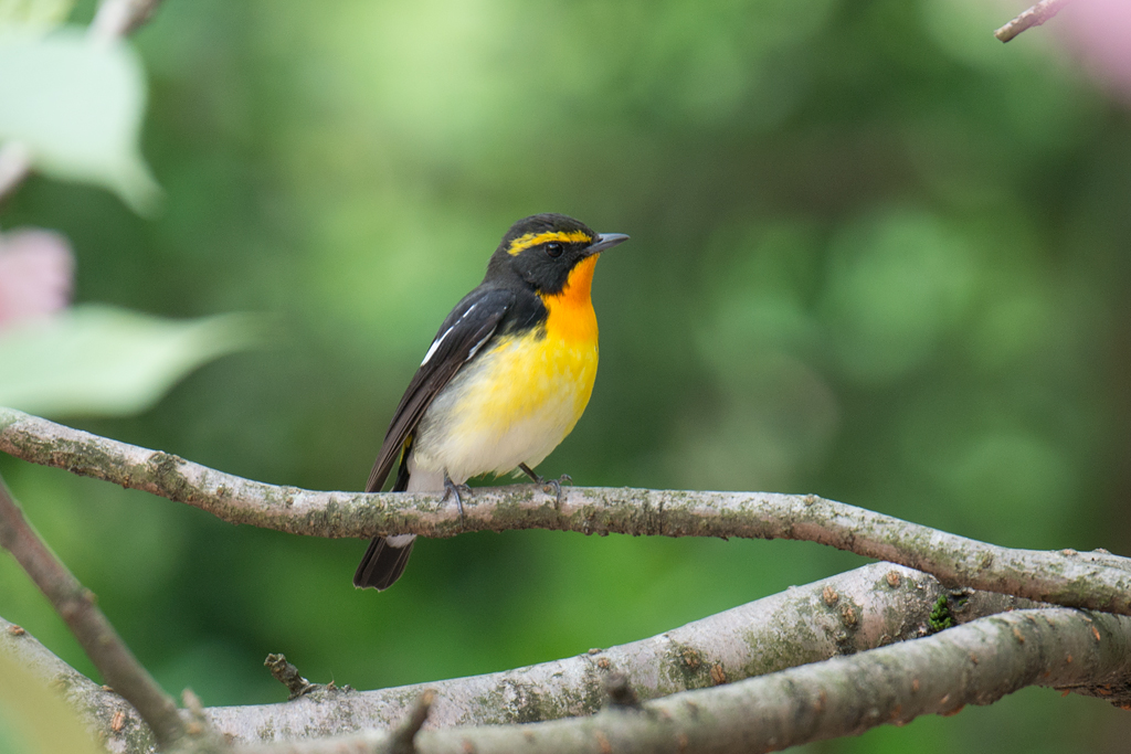 Narcissus Flycatcher (Image ID 11651)