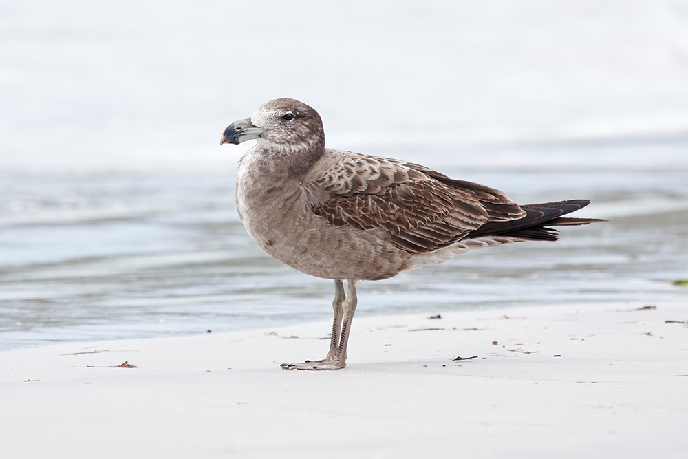 Pacific Gull (Image ID 12885)